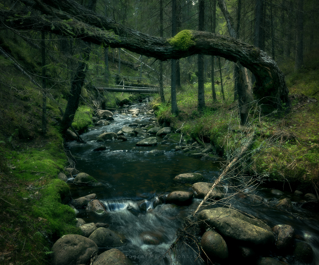 Skravelbäcken i en grönskande Skuleskog.